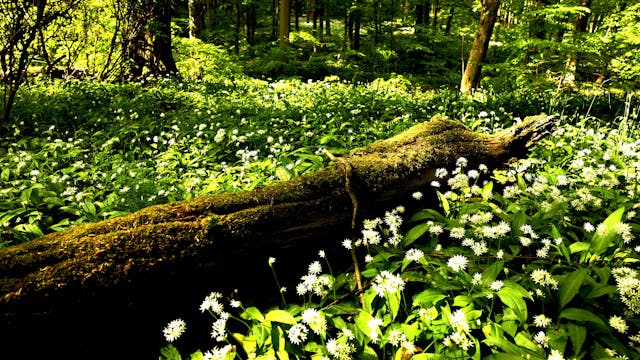 Wild Garlic in the Beech Forest, Hain...