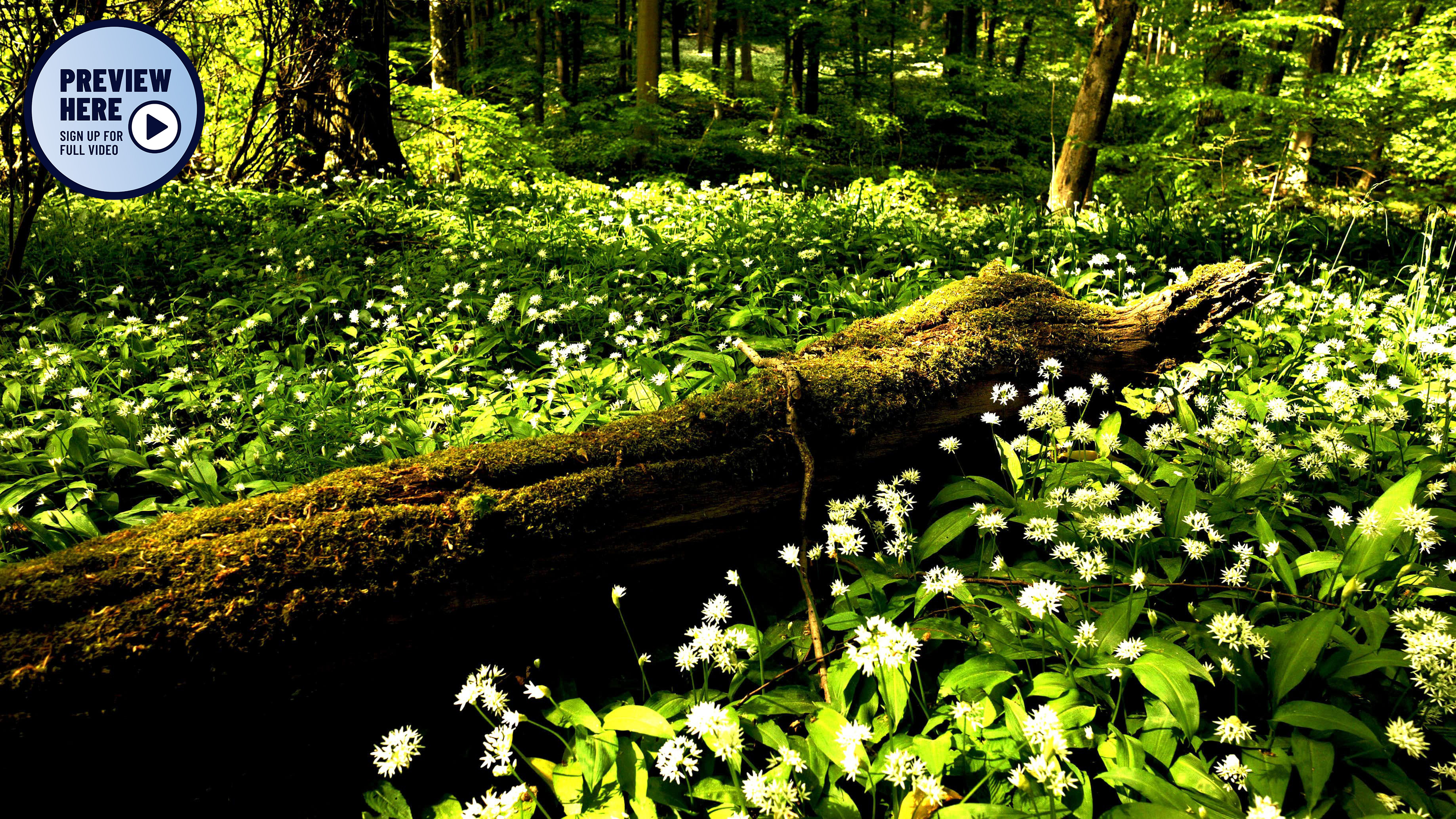 Wild Garlic in the Beech Forest, Hainich National Park, Germany (Preview)