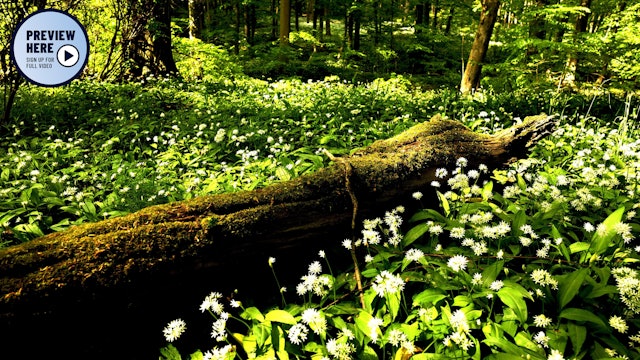 Wild Garlic in the Beech Forest, Hainich National Park, Germany (Preview)