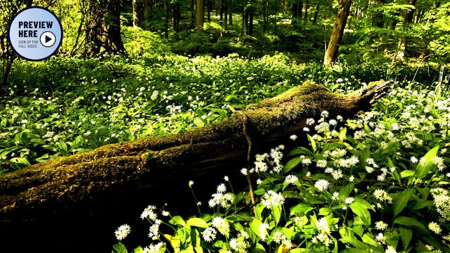 Wild Garlic in the Beech Forest, Hain...