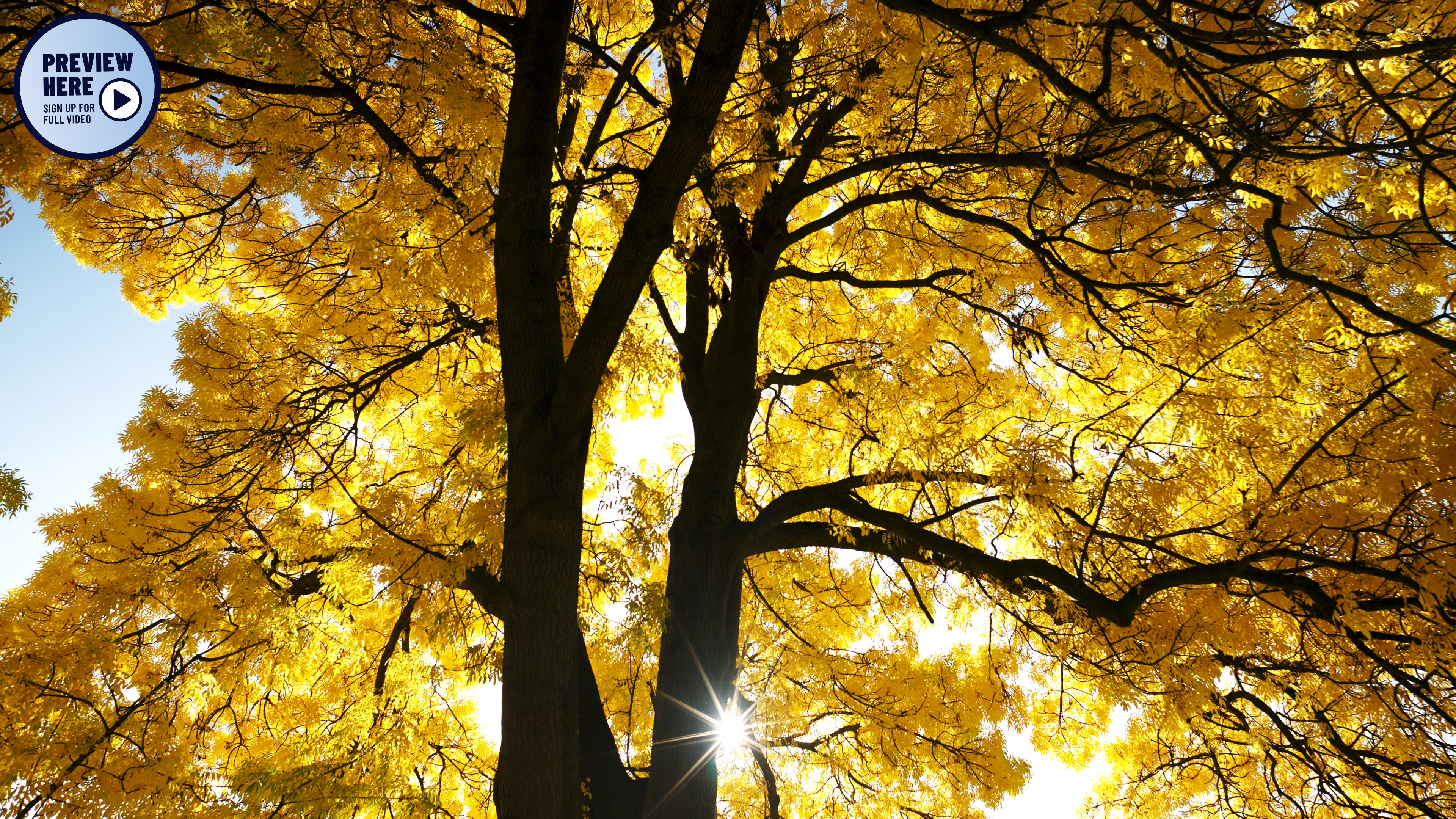 The Overlooked Tree - Hamburg, Alsterpark, Germany (Preview)