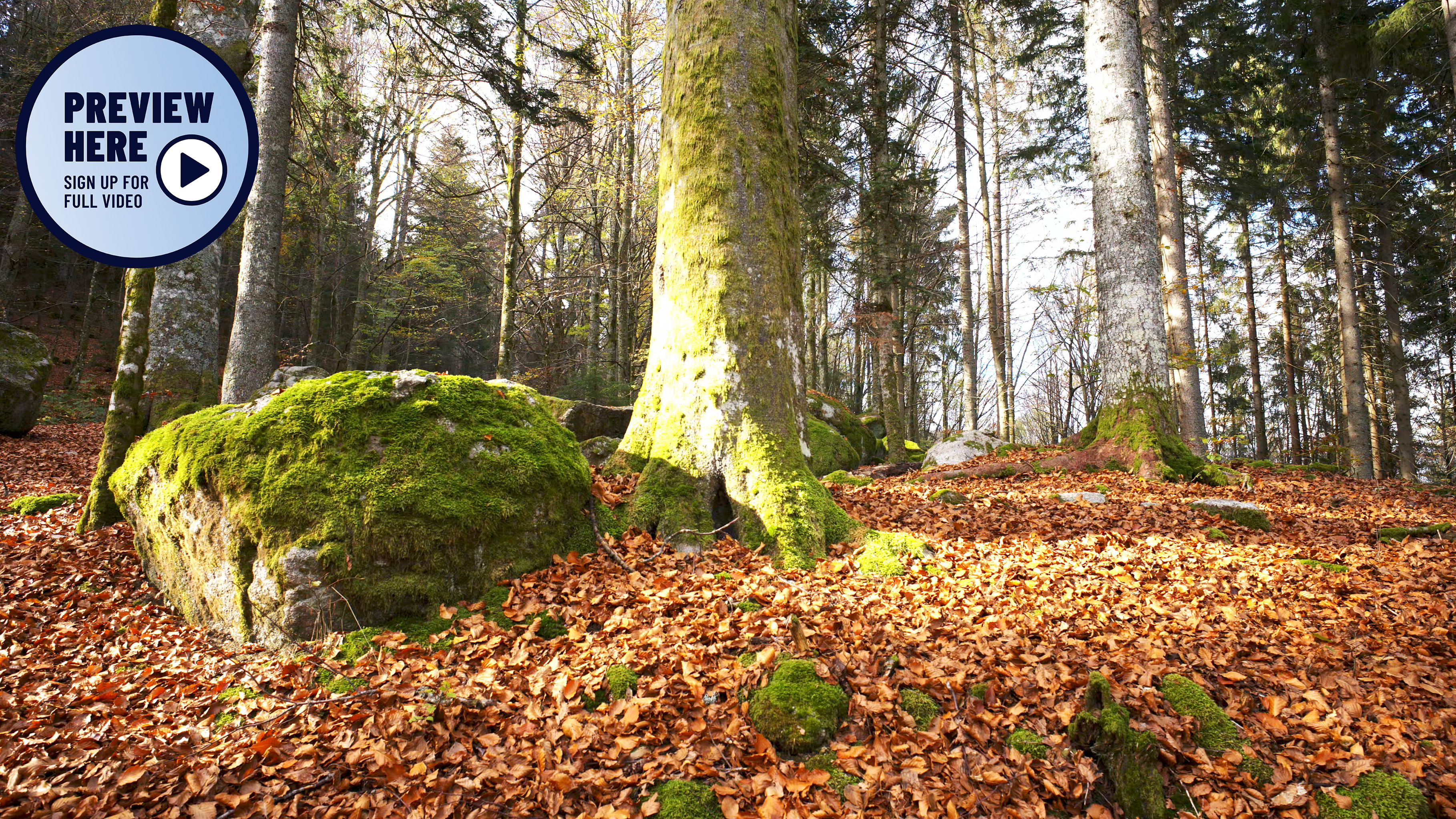 Southern Black Forest Nature Park, Germany (Preview)