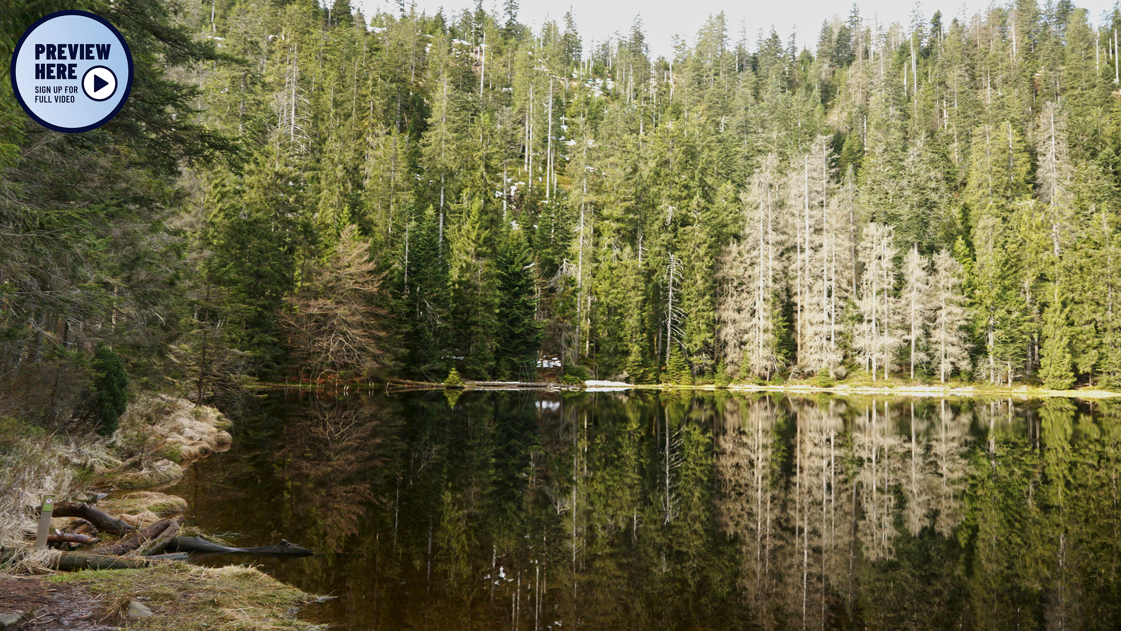 The Wild Lake - Black Forest National Park, Germany (Preview)