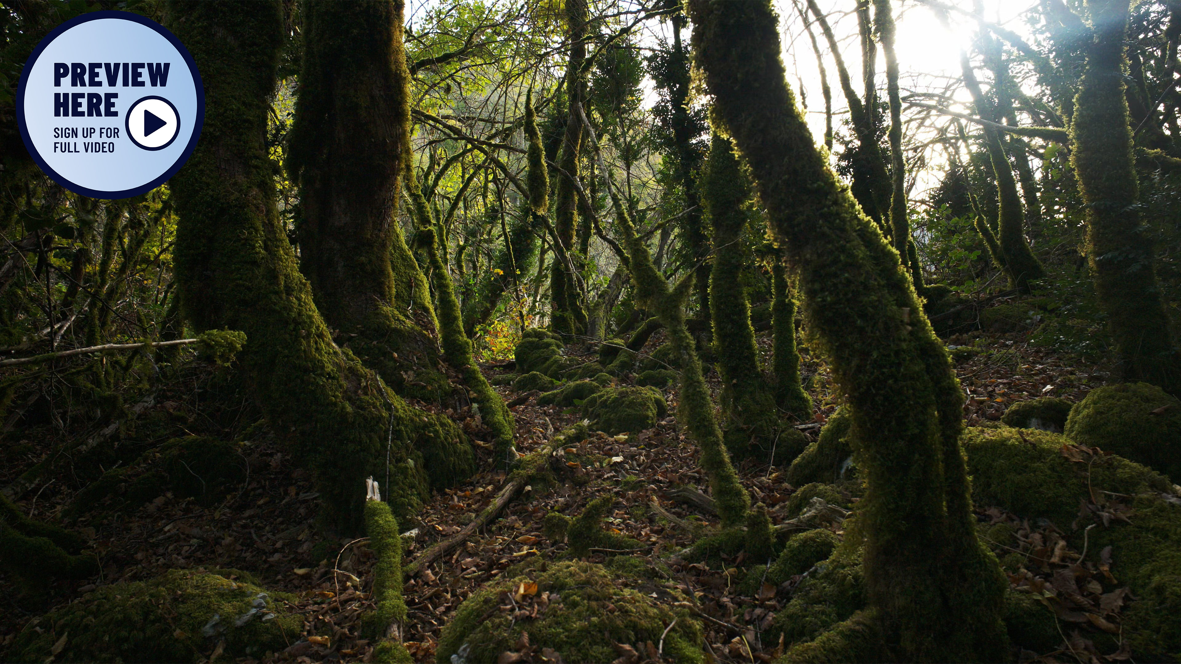  The Fairytale Forest, France, Part 2 (Preview)