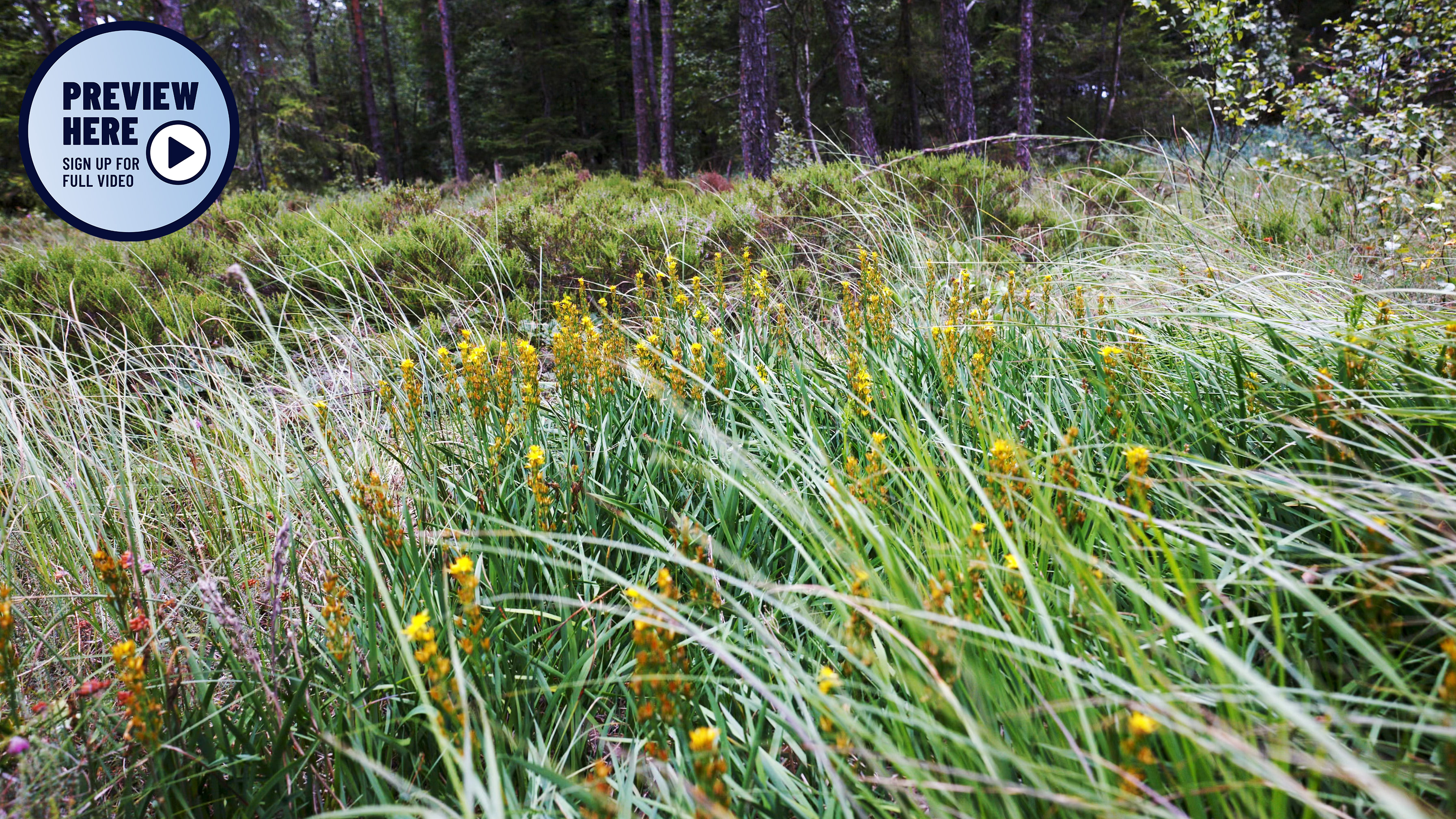 The rugged beauty of Komosse, Nature reserve, Sweden (Preview)