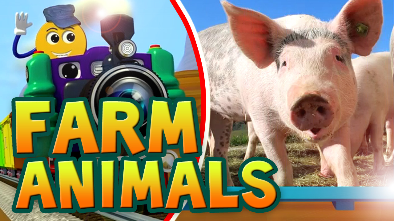 Real Farm Animals-PicTrain