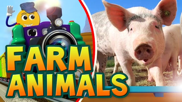 Real Farm Animals-PicTrain