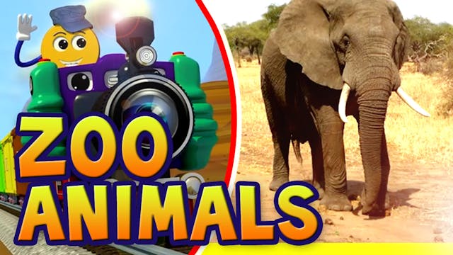 Real Zoo Animals-PicTrain