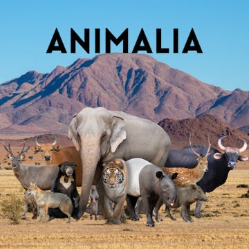 Animalia Ep.4