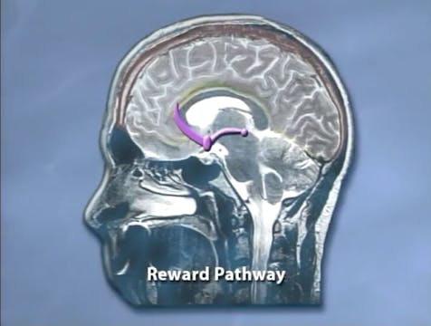 0100 Alcohol & Drugs Body & Mind