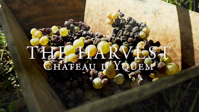Harvest: Château d'Yquem