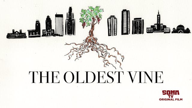 The Oldest Vine