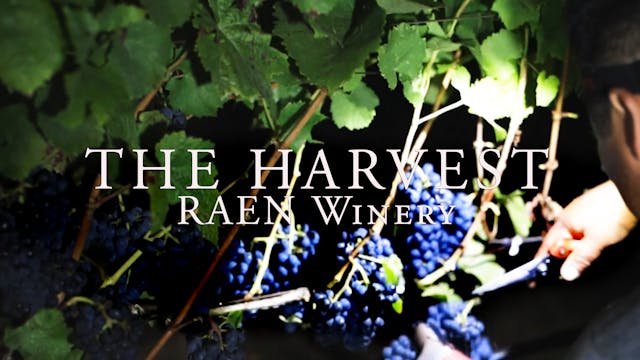 Harvest: Raen Wine