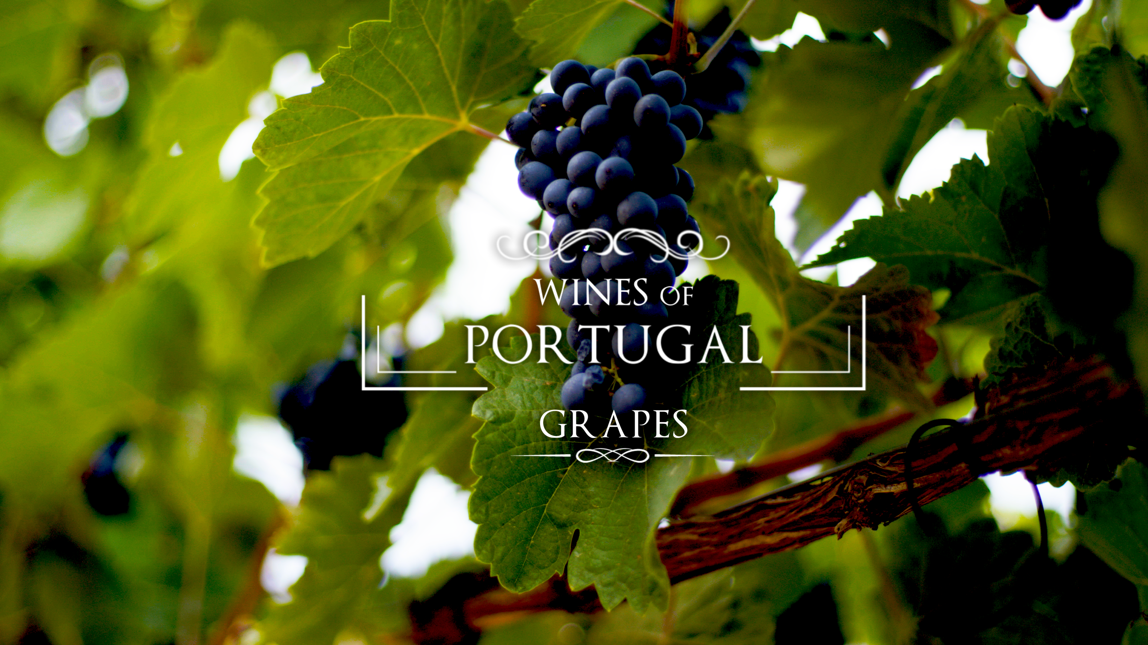 Wines of Portugal Master Class: Grapes