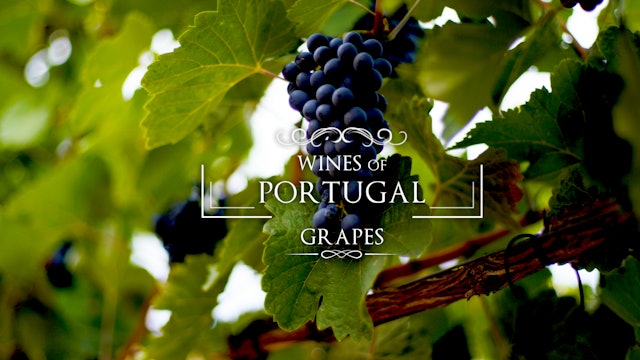 Wines of Portugal Master Class: Grapes