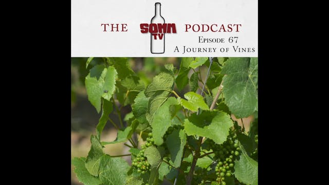 SommTV Podcast: A Journey of Vines