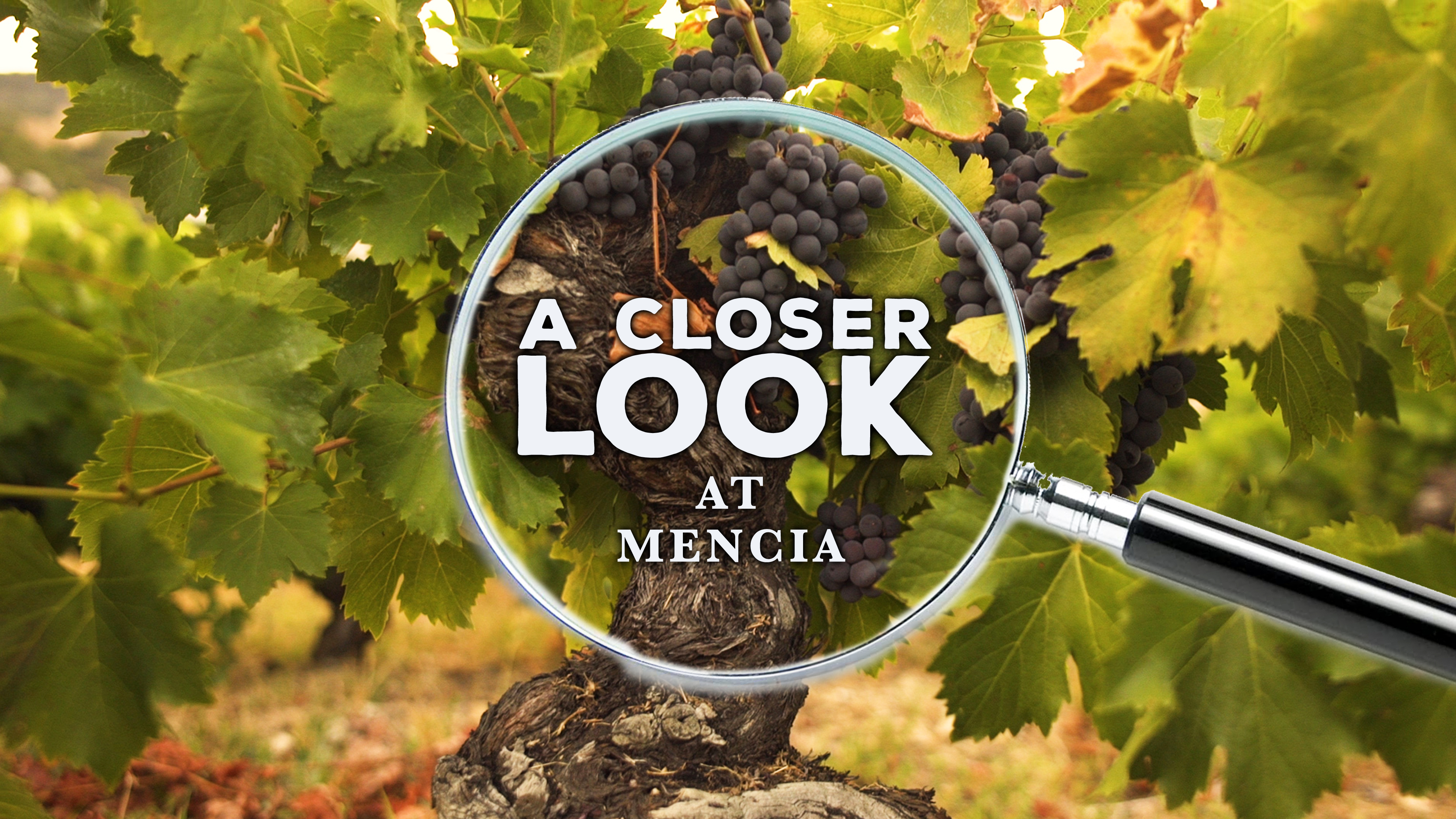 A Closer Look at Mencia