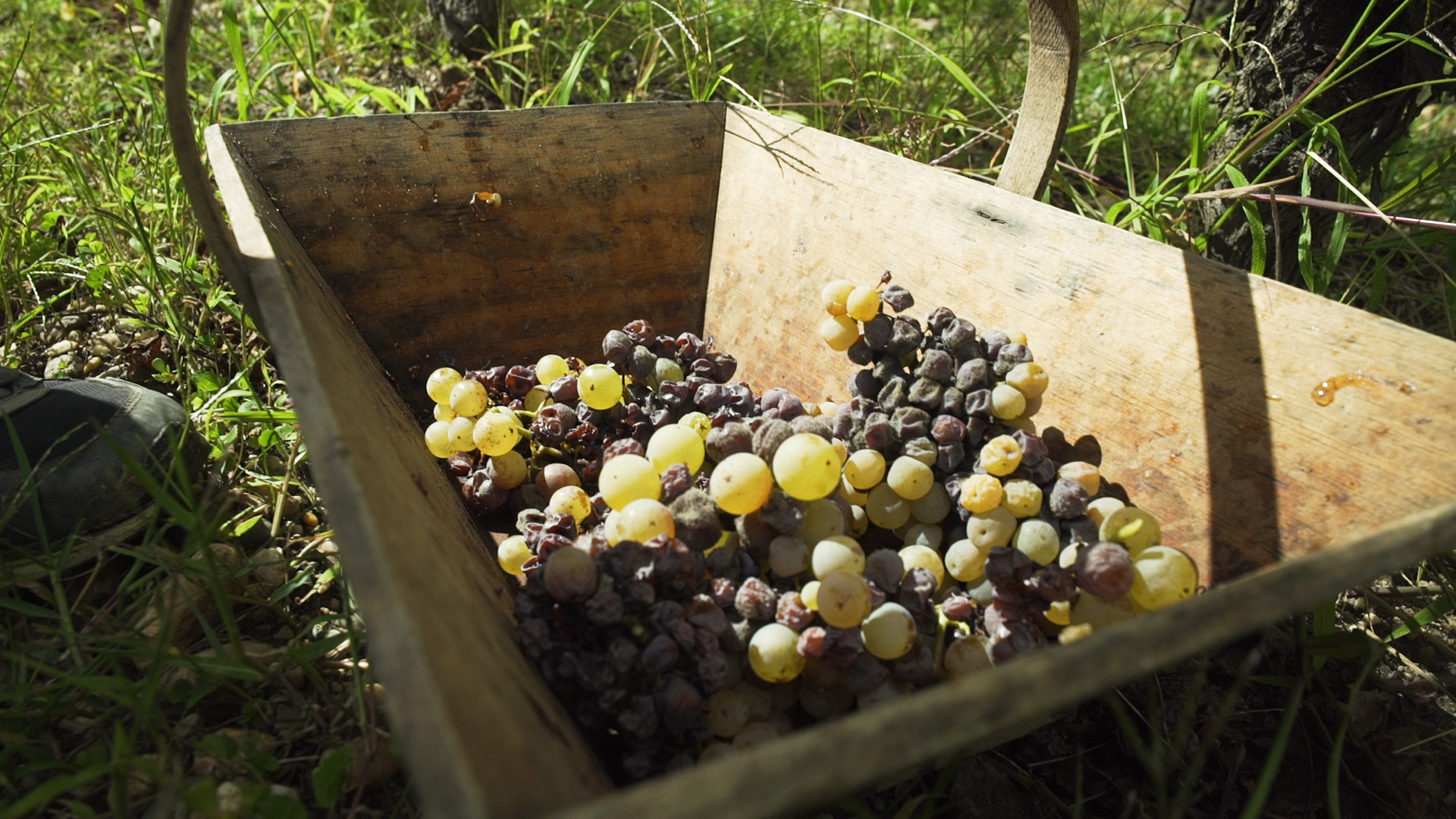 Harvest: Château d'Yquem
