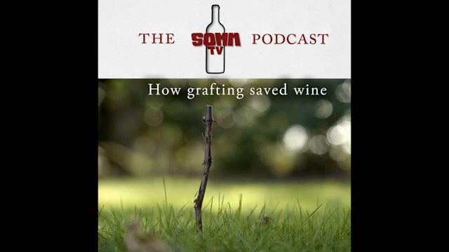 How Grafting Saved Wine