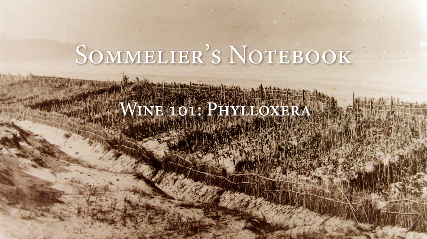An Intro to Phylloxera