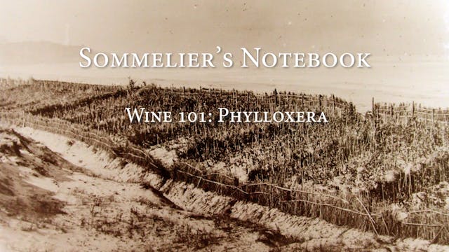 An Intro to Phylloxera