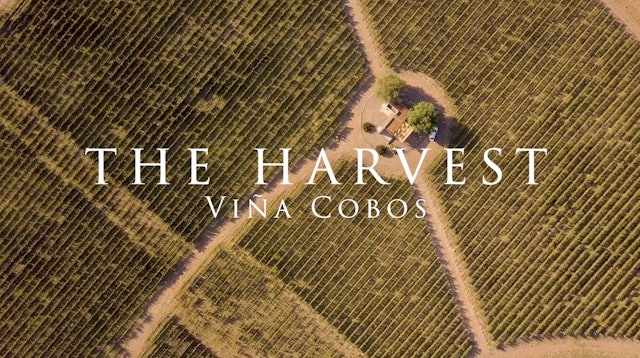 Harvest: Viña Cobos