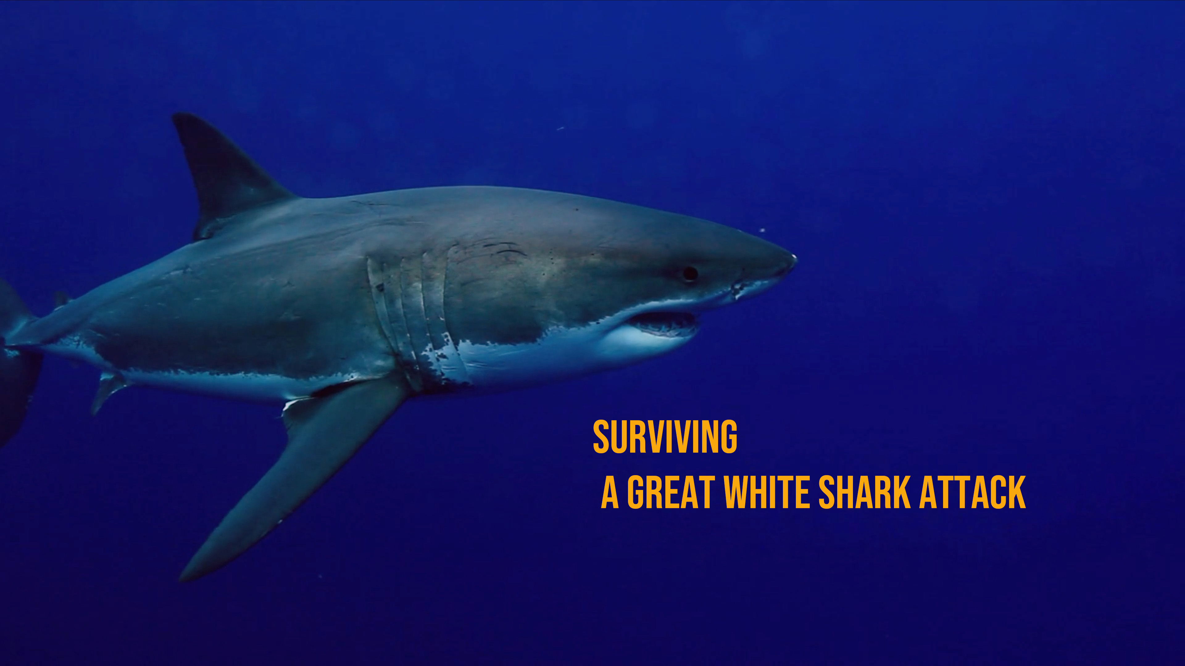 Surviving a Great White Shark