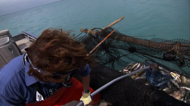 Pitchin' In: Pickerel