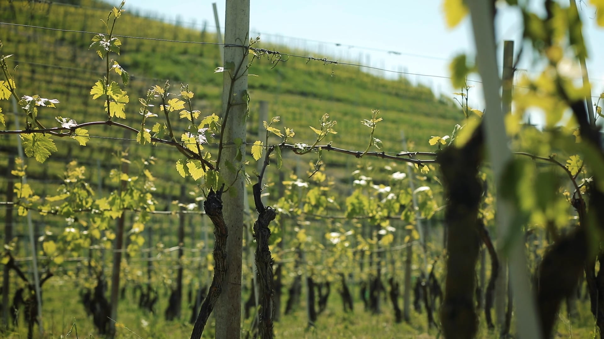 Sip Trip | Episode 8: More Than Meets the Eye