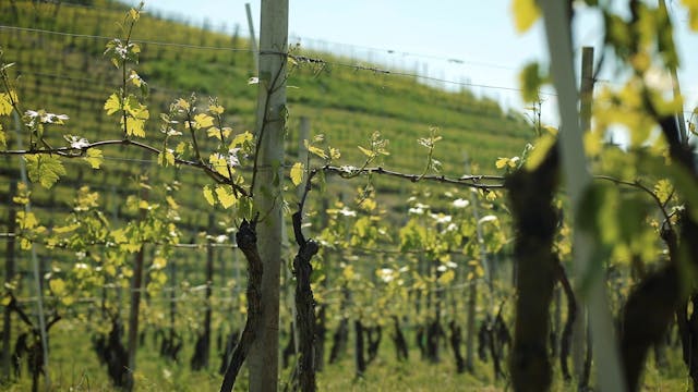 Sip Trip | Episode 8: More Than Meets...