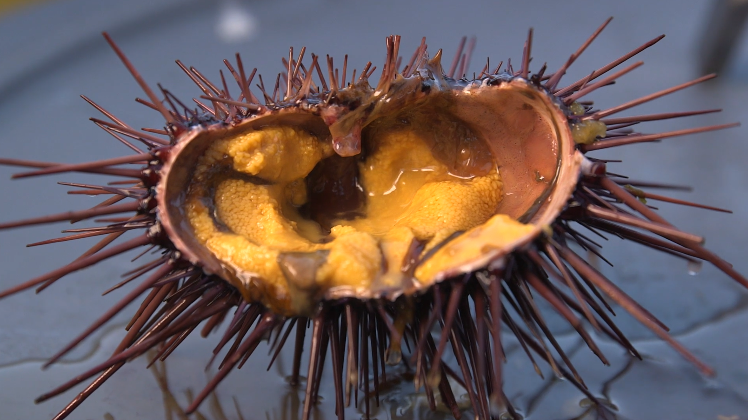 The Delicacy Bonus Feature: The Flavor of Uni with Yoon Ha