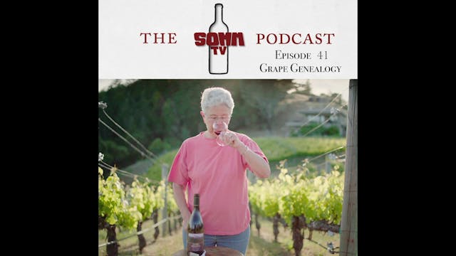 SommTV Podcast: Grape Genealogy
