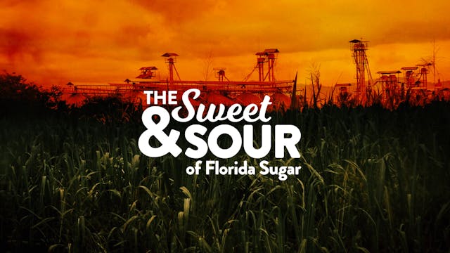 The Sweet & Sour Of Florida Sugar