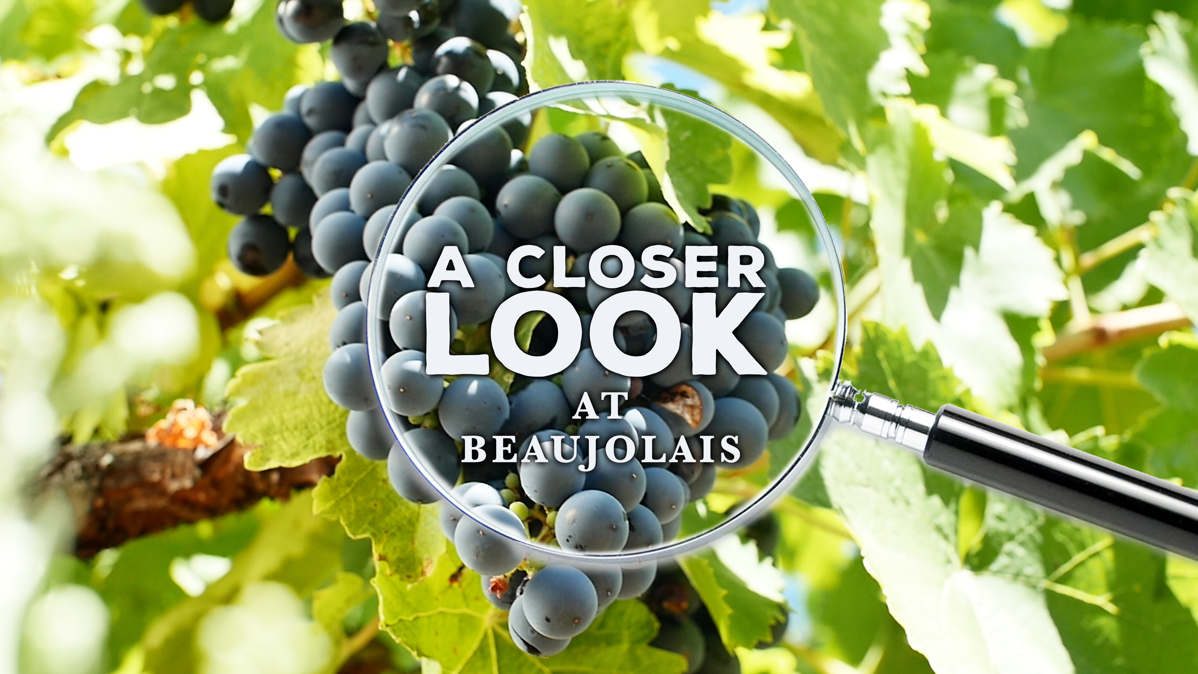 A Closer Look at Beaujolais