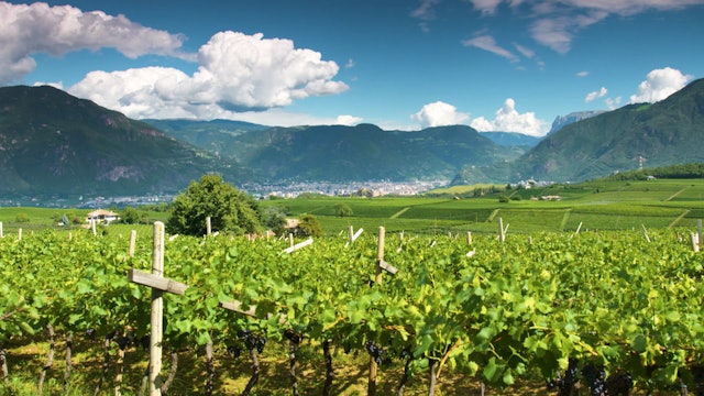 The Beauty of Vineyards Captured in Timelapse