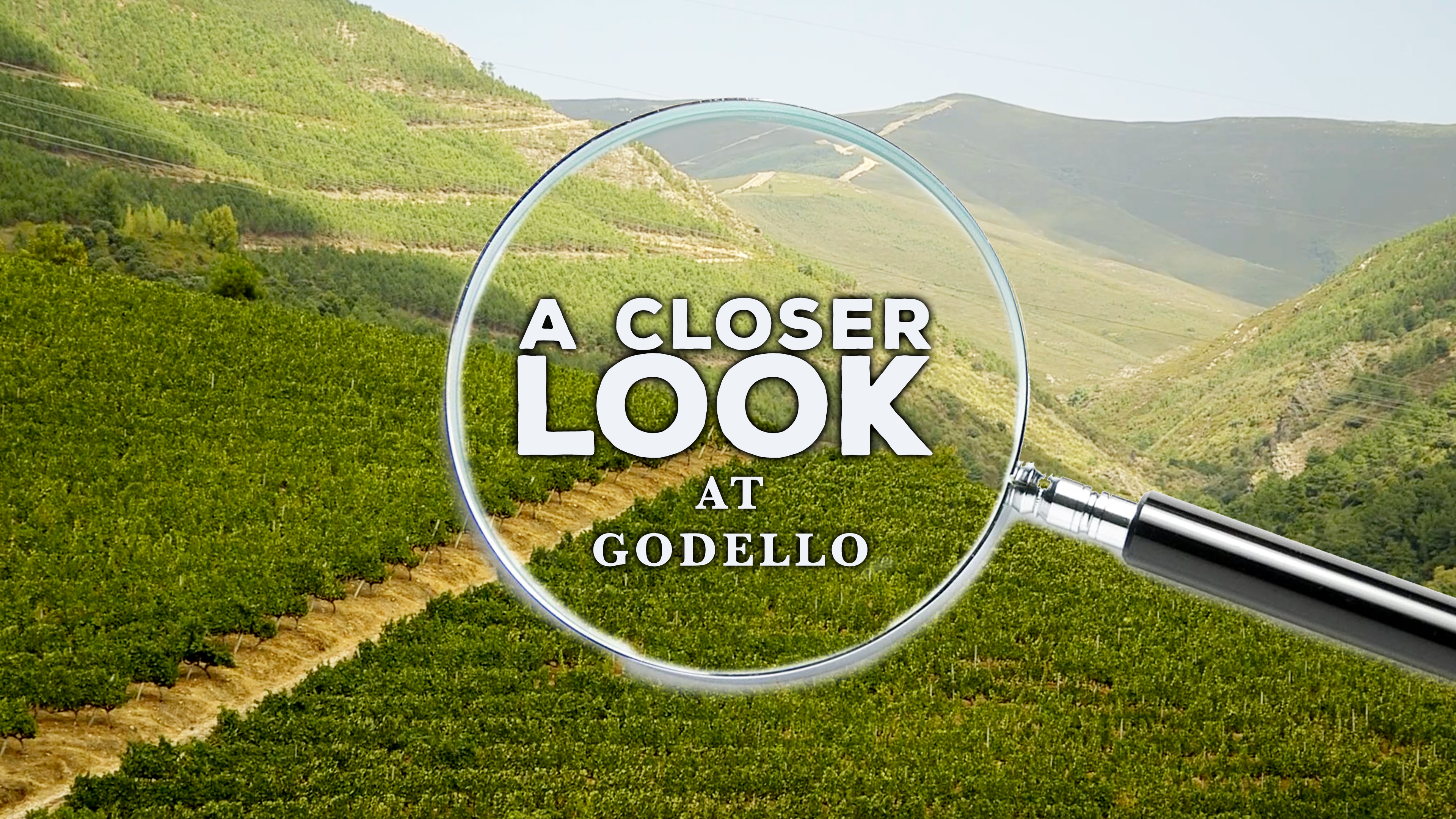 A Closer Look at Godello