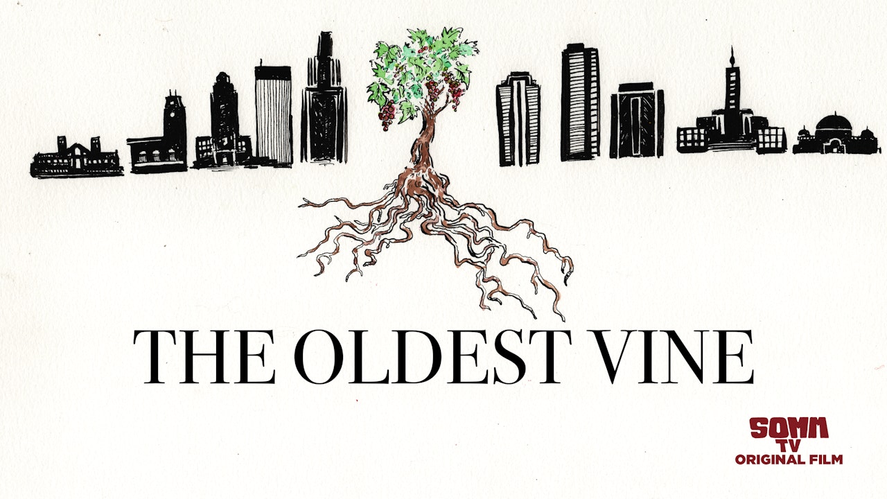 The Oldest Vine Collection