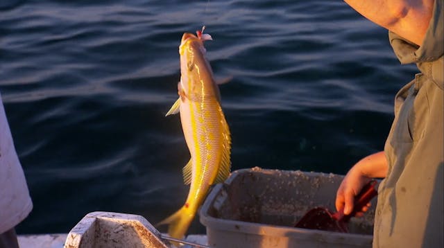 Pitchin' In: Yellow Tail Snapper