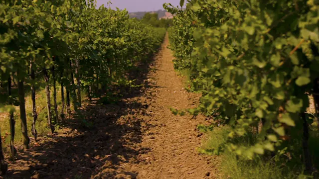 SOMM Trailer