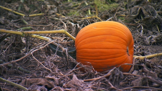 Pitchin' In: Pumpkin