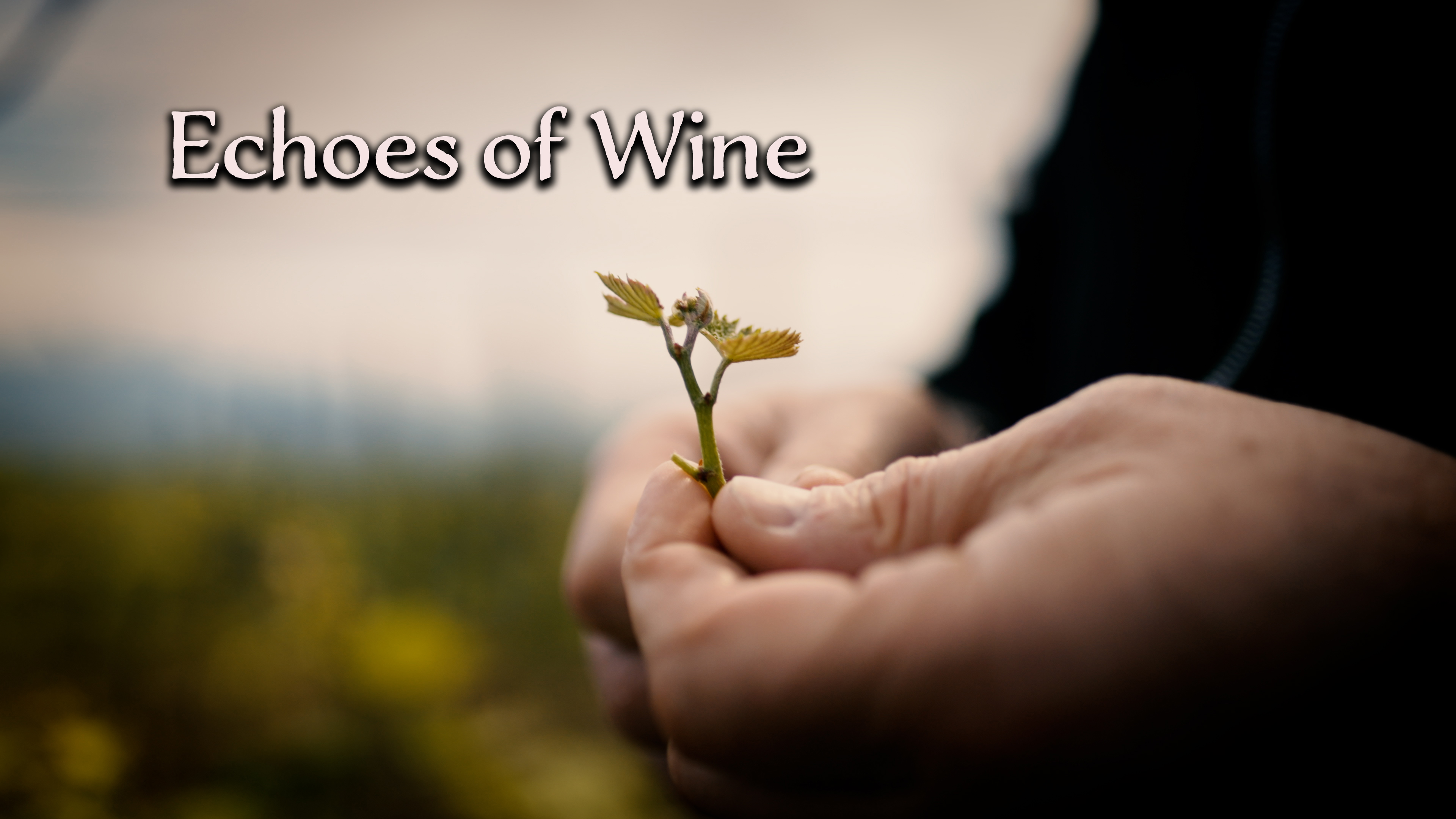 Echoes of Wine