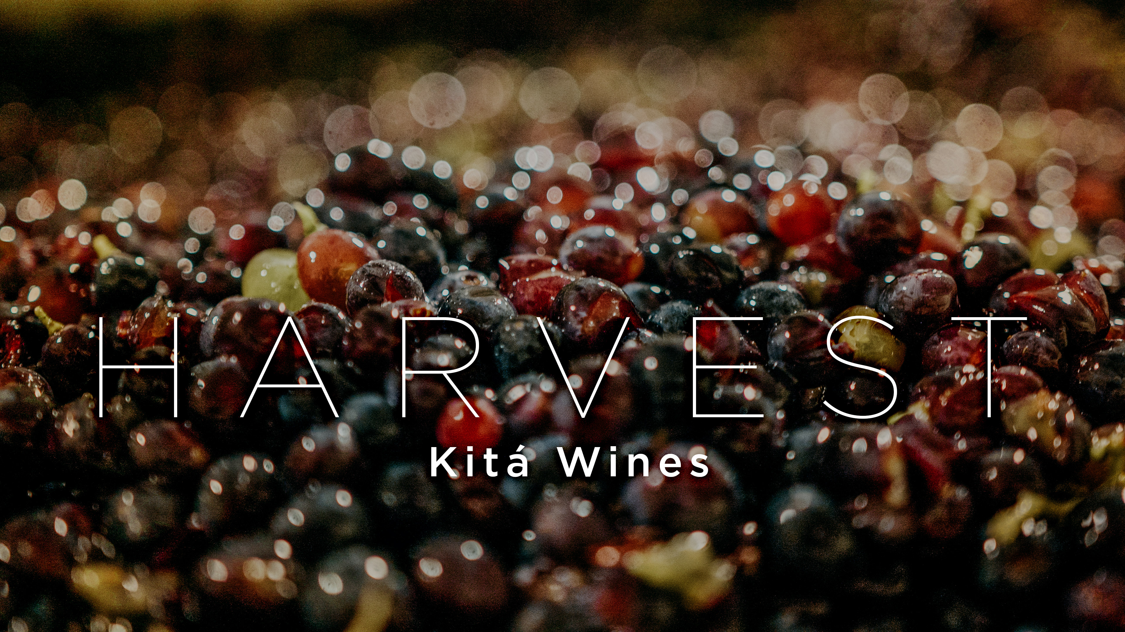 Harvest: Kitá
