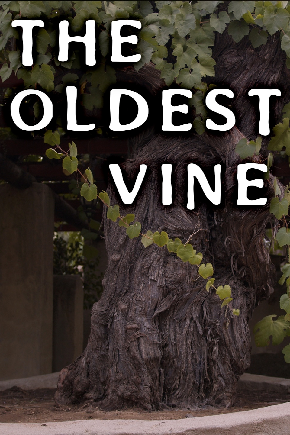 The Oldest Vine