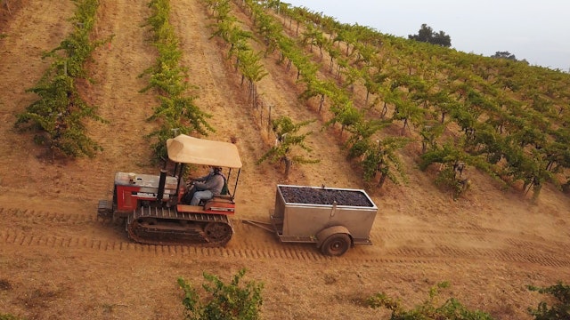 Harvest: Ridge Vineyards