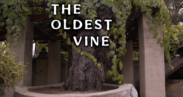 The Oldest Vine