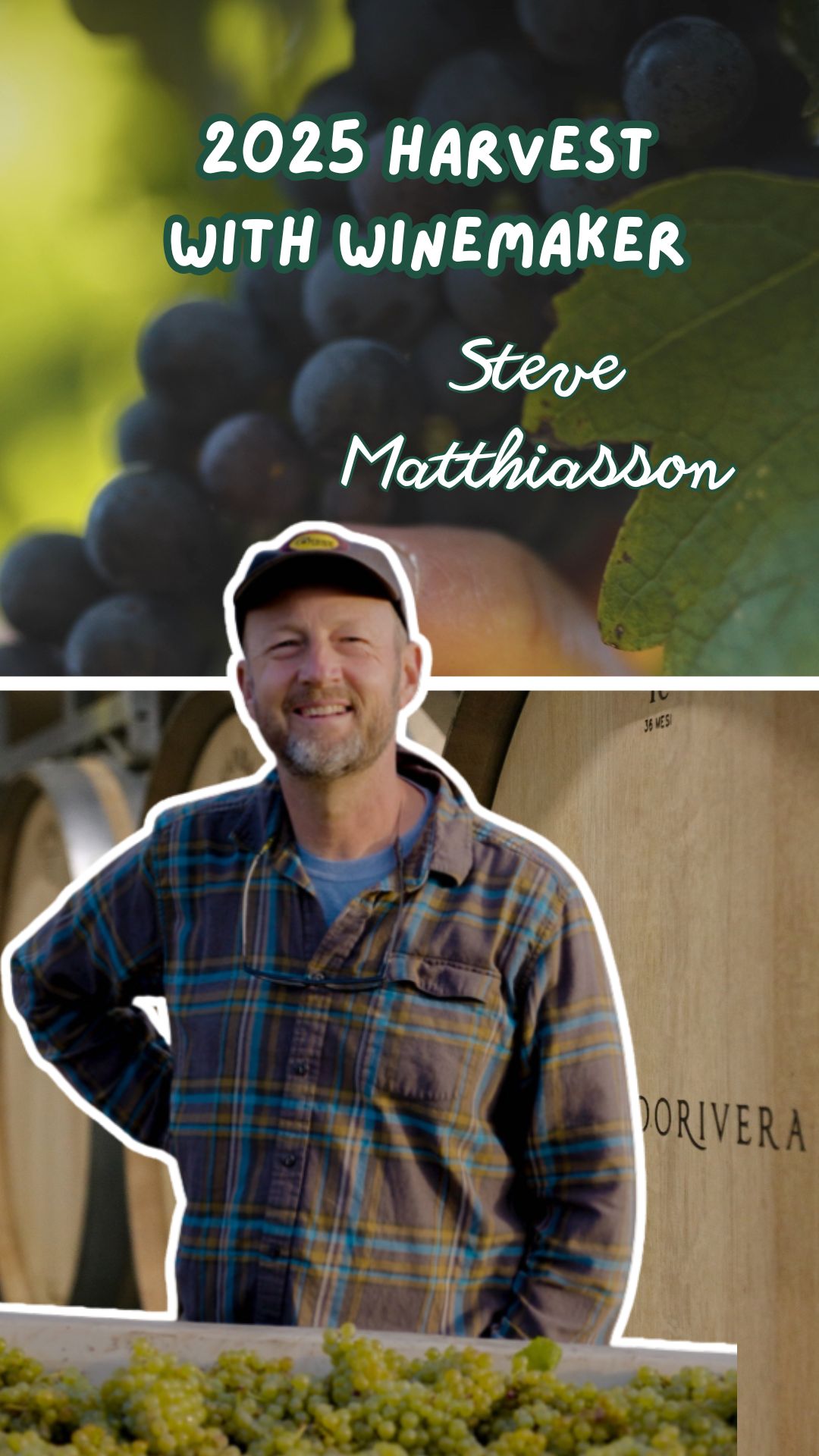 The 2025 Harvest with Steve Matthiasson
