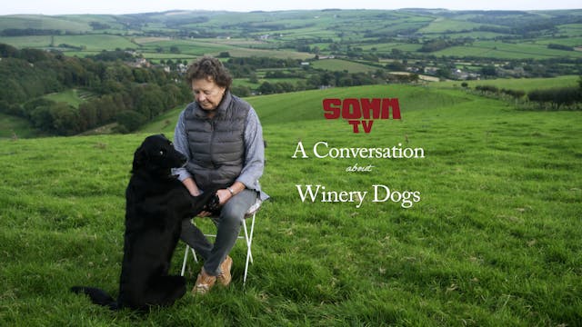 A Conversation About Winery Dogs