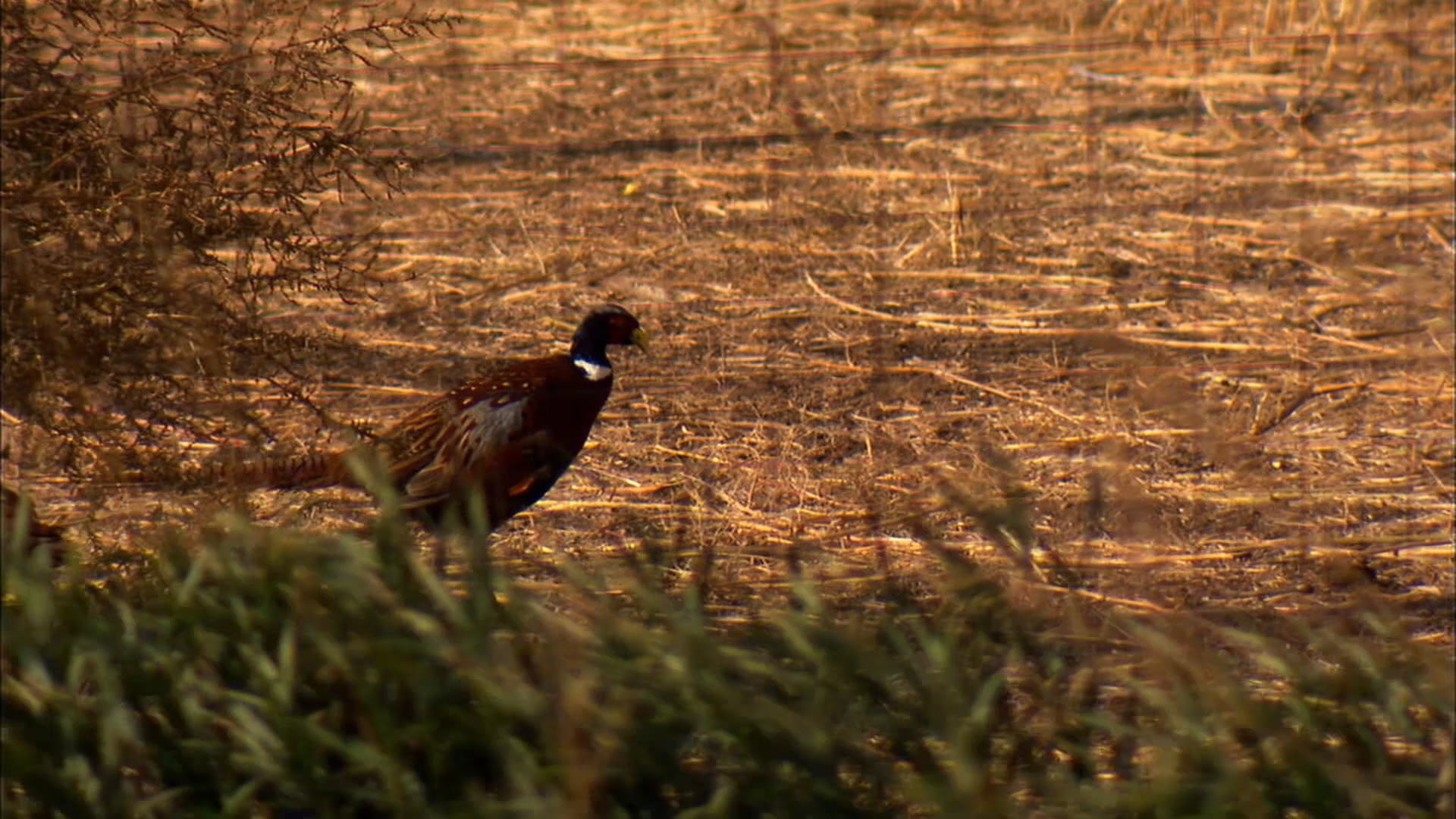 Pitchin' In: Pheasant