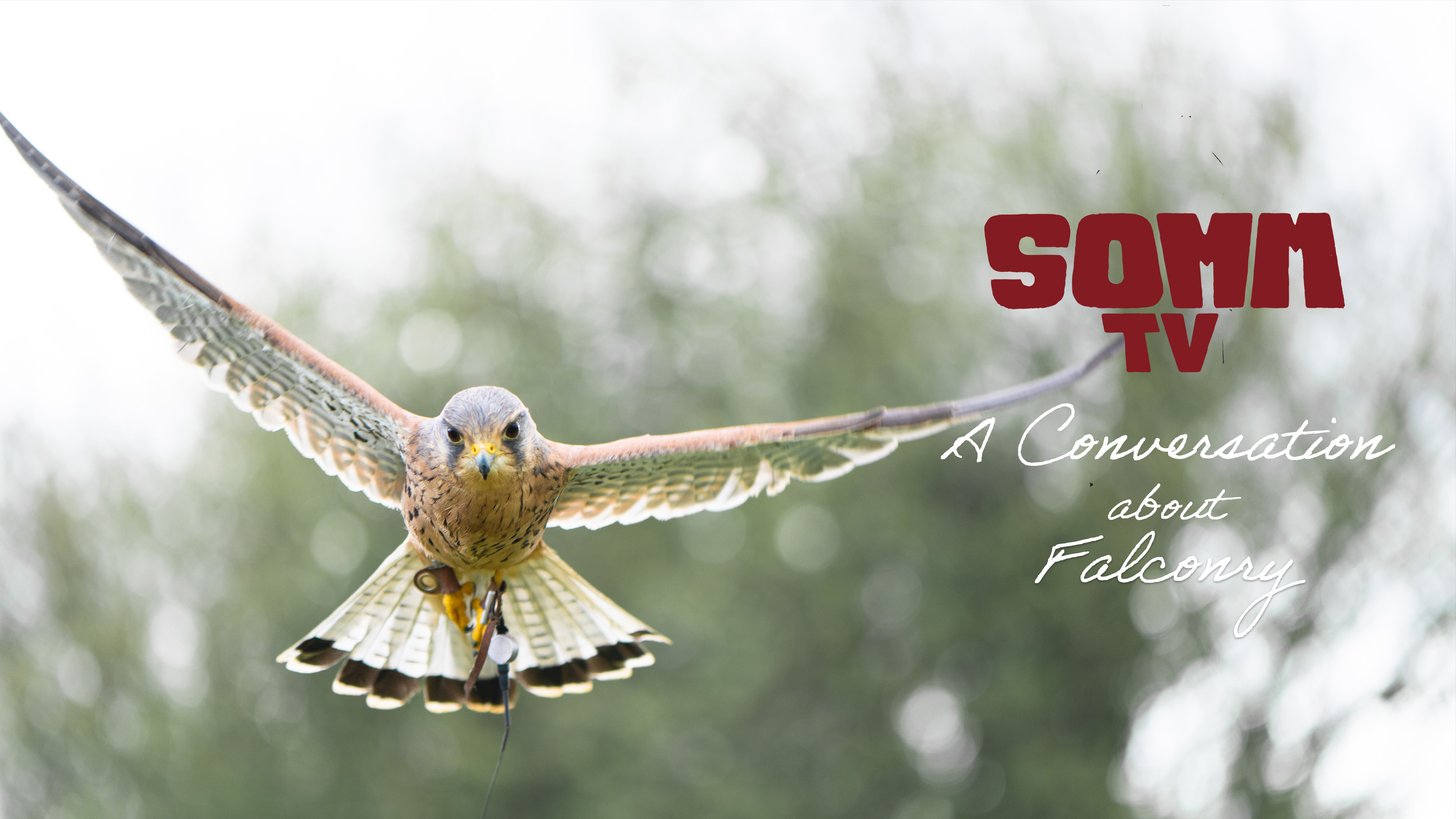A Conversation about Falconry