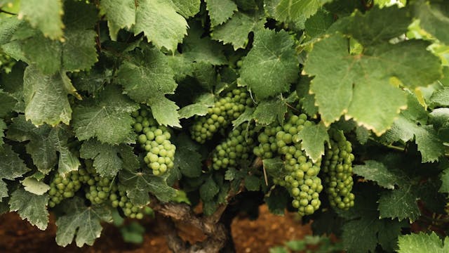 Sip Trip | Episode 9: It Always Comes...